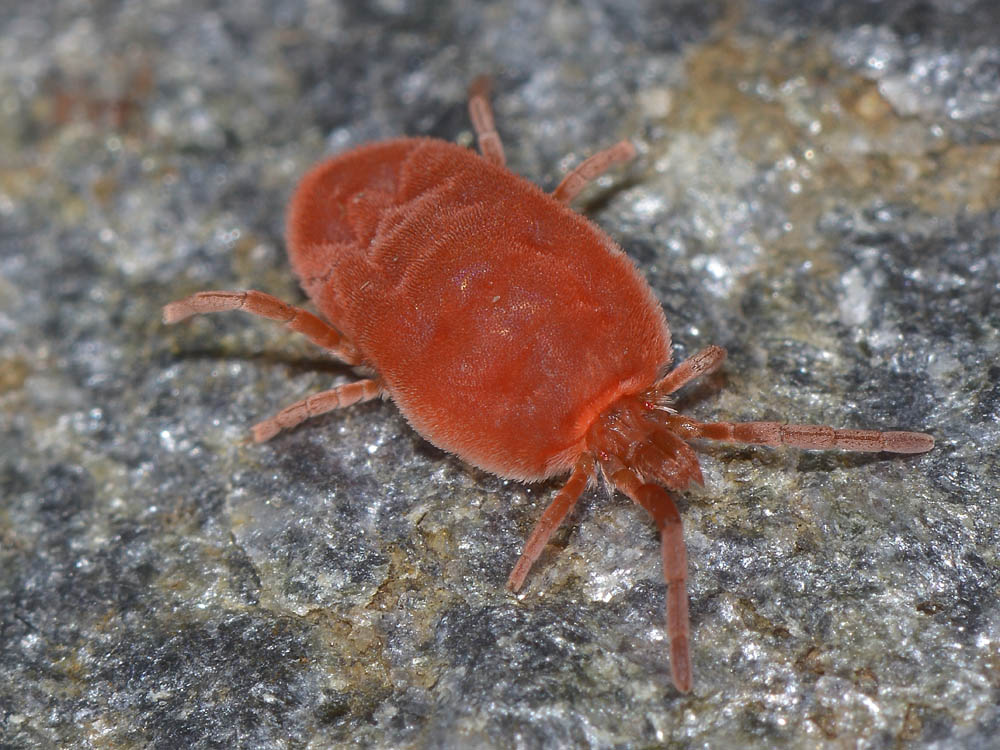 Trombidium gigante?
